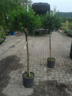Hulst Op Stam (Ilex Aquifolium) -Green Roots Exporteren Winkel ilex aquifolium op stam 2