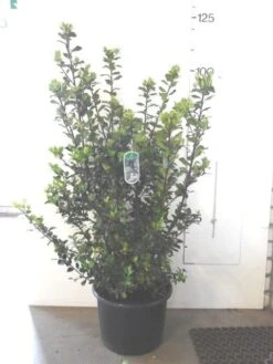 Blauwe Hulst (Ilex Meserveae 'Blue Prince') -Green Roots Exporteren Winkel ilex blue prince c20 1
