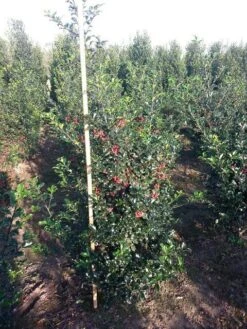 Blauwe Hulst (Ilex Meserveae 'Blue Princess') -Green Roots Exporteren Winkel ilex blue princess 125 150 cm drkl