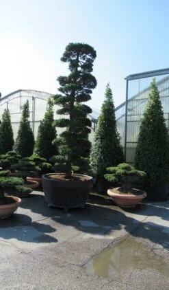 Japanse Hulst Als Bonsai (Ilex Crenata) -Green Roots Exporteren Winkel ilex bonsai 1