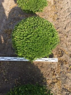 Japanse Hulst Als Bolvorm (Ilex Crenata) -Green Roots Exporteren Winkel ilex crenata 70 cm breed bol drkl 1