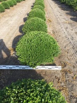 Japanse Hulst Als Bolvorm (Ilex Crenata) -Green Roots Exporteren Winkel ilex crenata 70 cm breed bol drkl 2