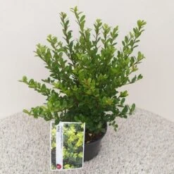 Japanse Hulst (Ilex Crenata 'Caroline Upright') -Green Roots Exporteren Winkel ilex crenata caroline upright 2