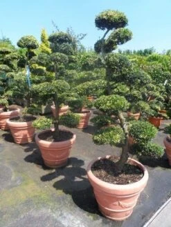 Japanse Hulst Als Bonsai (Ilex Crenata) -Green Roots Exporteren Winkel ilex crenata kinmei bonsai 160 180 1