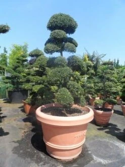 Japanse Hulst Als Bonsai (Ilex Crenata) -Green Roots Exporteren Winkel ilex crenata kinmei bonsai 160 180 extra