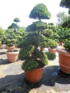 Japanse Hulst Als Bonsai (Ilex Crenata) -Green Roots Exporteren Winkel ilex crenata kinmei bonsai 175 200 extra