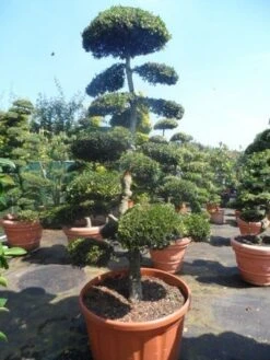 Japanse Hulst Als Bonsai (Ilex Crenata) -Green Roots Exporteren Winkel ilex crenata kinmei bonsai 200 225
