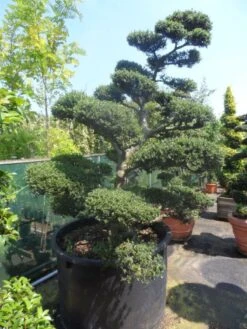 Japanse Hulst Als Bonsai (Ilex Crenata) -Green Roots Exporteren Winkel ilex crenata kinmei bonsai 200 225 c750 1000 1