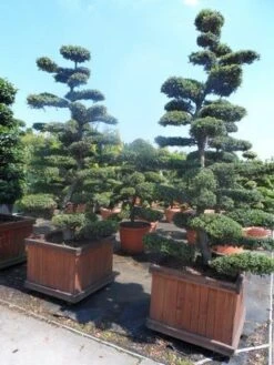 Japanse Hulst Als Bonsai (Ilex Crenata) -Green Roots Exporteren Winkel ilex crenata kinmei bonsai 225 250 1