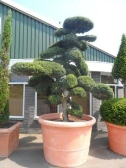 Japanse Hulst Als Bonsai (Ilex Crenata) -Green Roots Exporteren Winkel ilex crenata kinmei bonsai 250 300 solitair extra