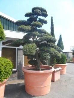 Japanse Hulst Als Bonsai (Ilex Crenata) -Green Roots Exporteren Winkel ilex crenata kinmei bonsai 250 300 solitair extra2