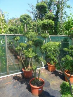 Japanse Hulst Als Bonsai (Ilex Crenata) -Green Roots Exporteren Winkel ilex crenata ponpon 125 150 1