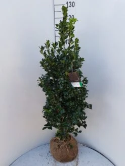 Hulst (Ilex Meserveae 'Heckenfee') -Green Roots Exporteren Winkel ilex heckenfee 100 120 1