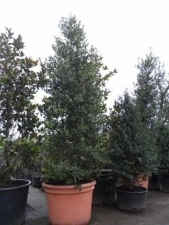 Amerikaanse Hulst (Ilex 'Nellie R Stevens') -Green Roots Exporteren Winkel ilex nellie r. stevens 1
