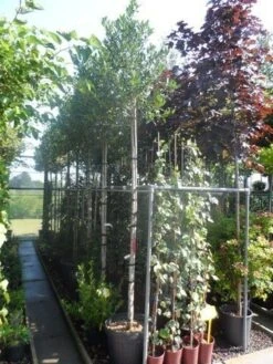 Hulst Als Boom (Ilex 'Nellie R. Stevens') 17 Hulst Als Boom (Ilex 'Nellie R. Stevens') -Green Roots Exporteren Winkel ilex nellie r. stevens 10 12ho cont