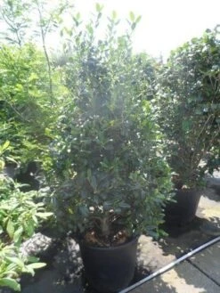 Amerikaanse Hulst (Ilex 'Nellie R Stevens') -Green Roots Exporteren Winkel ilex nellie r. stevens 150 175
