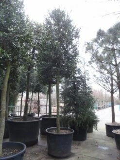 Hulst Als Boom (Ilex 'Nellie R. Stevens') -Green Roots Exporteren Winkel ilex nellie stevens 1