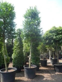 Hulst Als Boom (Ilex 'Nellie R. Stevens') -Green Roots Exporteren Winkel ilex nellie stevens 25 30ho c350 3