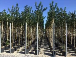 Hulst Als Boom (Ilex 'Nellie R. Stevens') -Green Roots Exporteren Winkel ilex nellie stevens 6 8 1