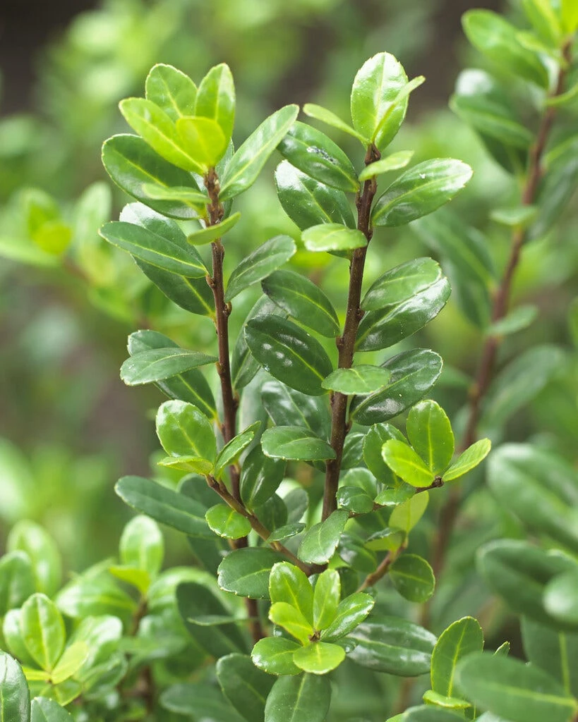 Japanse Hulst (Ilex Crenata 'Caroline Upright') 1 Japanse Hulst (Ilex Crenata 'Caroline Upright')