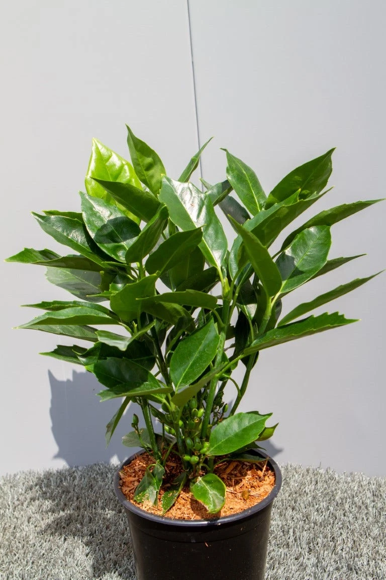 Broodboom (Aucuba Japonica 'Rozannie') 3 Broodboom (Aucuba Japonica 'Rozannie') - Afbeelding 3