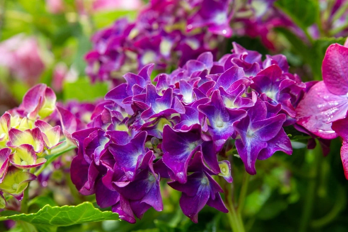 Hortensia Paars (Hydrangea 'Forever&Ever') 1 Hortensia Paars (Hydrangea 'Forever&Ever')