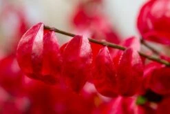 Kardinaalshoed (Euonymus Alatus 'Compactus') -Green Roots Exporteren Winkel img 1486