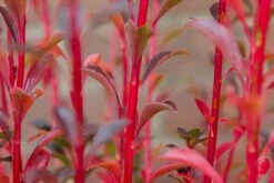 Pronkklokje (Enkianthus Campanulatus) -Green Roots Exporteren Winkel img 1495