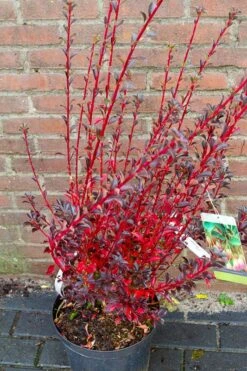 Pronkklokje (Enkianthus Campanulatus) -Green Roots Exporteren Winkel img 1497