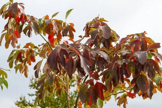 Sassafras (Sassafras Albidum) 3 Sassafras (Sassafras Albidum) - Afbeelding 3