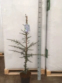 Atlasceder (Cedrus Libani 'Glauca') 17 Atlasceder (Cedrus Libani 'Glauca') -Green Roots Exporteren Winkel img 1752 002