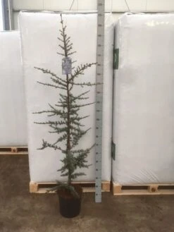 Atlasceder (Cedrus Libani 'Glauca') 18 Atlasceder (Cedrus Libani 'Glauca') -Green Roots Exporteren Winkel img 1753