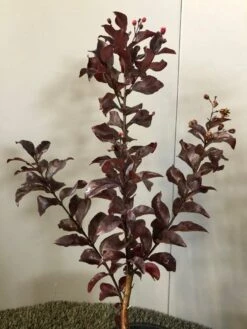 Lagerstroemia Als Halfstam (Lagerstroemia Indica 'Rhapsody In Pink') -Green Roots Exporteren Winkel img 2474 1 1