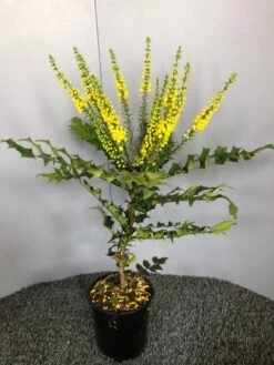 Mahoniestruik (Mahonia Media 'Winter Sun') -Green Roots Exporteren Winkel img 2655 1