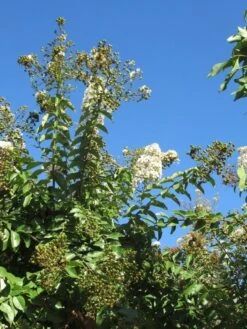 Lagerstroemia Halfstam (Lagerstroemia Indica 'Burgundy Cotton') -Green Roots Exporteren Winkel img 4003