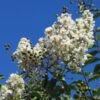 Lagerstroemia Halfstam (Lagerstroemia Indica 'Burgundy Cotton')