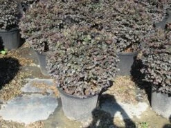 Loropetalum Als Bolvorm (Loropetalum 'Fire Dance') -Green Roots Exporteren Winkel img 4055