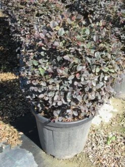 Loropetalum Als Bolvorm (Loropetalum 'Fire Dance') -Green Roots Exporteren Winkel img 4056