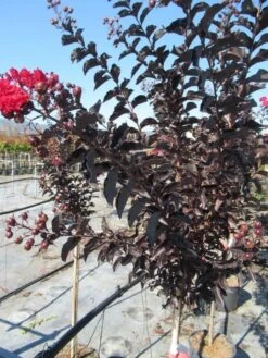 Lagerstroemia Als Halfstam (Lagerstroemia 'Black Diamond Best Red') -Green Roots Exporteren Winkel img 4242