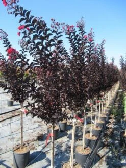 Lagerstroemia Als Halfstam (Lagerstroemia 'Black Diamond Best Red') -Green Roots Exporteren Winkel img 4245