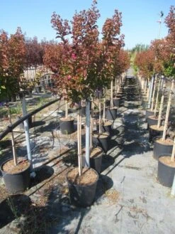 Lagerstroemia Als Halfstam (Lagerstroemia Indica 'Berry Dazzle') -Green Roots Exporteren Winkel img 4250