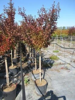 Lagerstroemia Als Halfstam (Lagerstroemia Indica 'Berry Dazzle') -Green Roots Exporteren Winkel img 4251 1