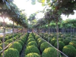 Kiwiplant Als Dakboom (Actinidia Chinensis) -Green Roots Exporteren Winkel img 4340