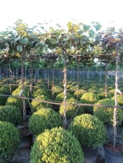 Kiwiplant Als Dakboom (Actinidia Chinensis) -Green Roots Exporteren Winkel img 4341