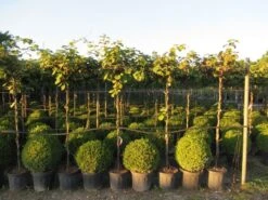 Kiwiplant Als Dakboom (Actinidia Chinensis) -Green Roots Exporteren Winkel img 4342