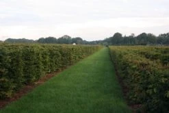 Nieuwe uitgaven -Green Roots Exporteren Winkel img 4450