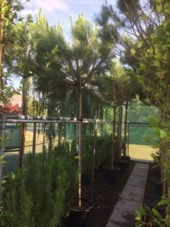 Parasolden (Pinus Pinea) -Green Roots Exporteren Winkel img 8351 1