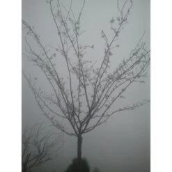 Roze Winterkers (Prunus Subhirtella 'Autumnalis Rosea') -Green Roots Exporteren Winkel japanse sierkers prunus subhirtella autumnalis 33511 1d1