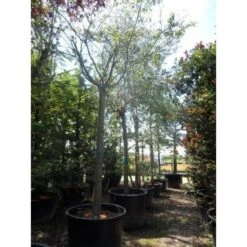 Roze Winterkers (Prunus Subhirtella 'Autumnalis Rosea') -Green Roots Exporteren Winkel japanse sierkers prunus subhirtella autumnalis 33511 cb4