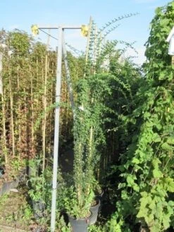 Jasmijn (Jasminum Officinale) -Green Roots Exporteren Winkel jasminum officinale 175 200 1